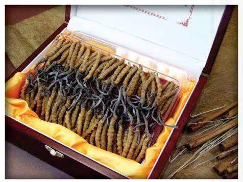 桦川冬虫夏草回收